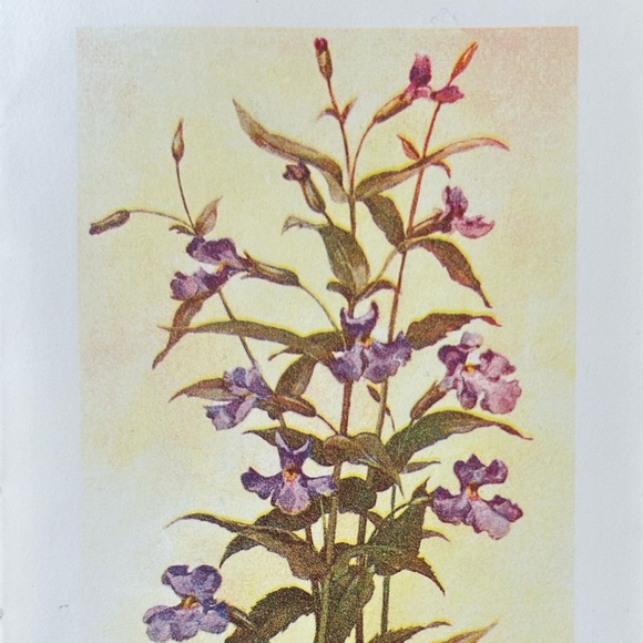 ‘Mimulus ringens’ (Monkey Flower) Antique Color Lithograph Print - Picture 2 of 5